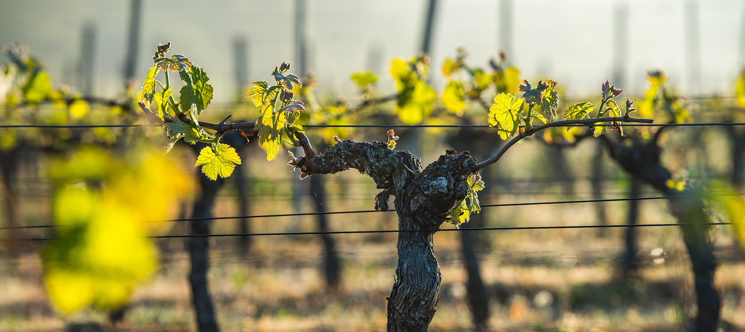 leaves on a trellised vine growing in vineyard