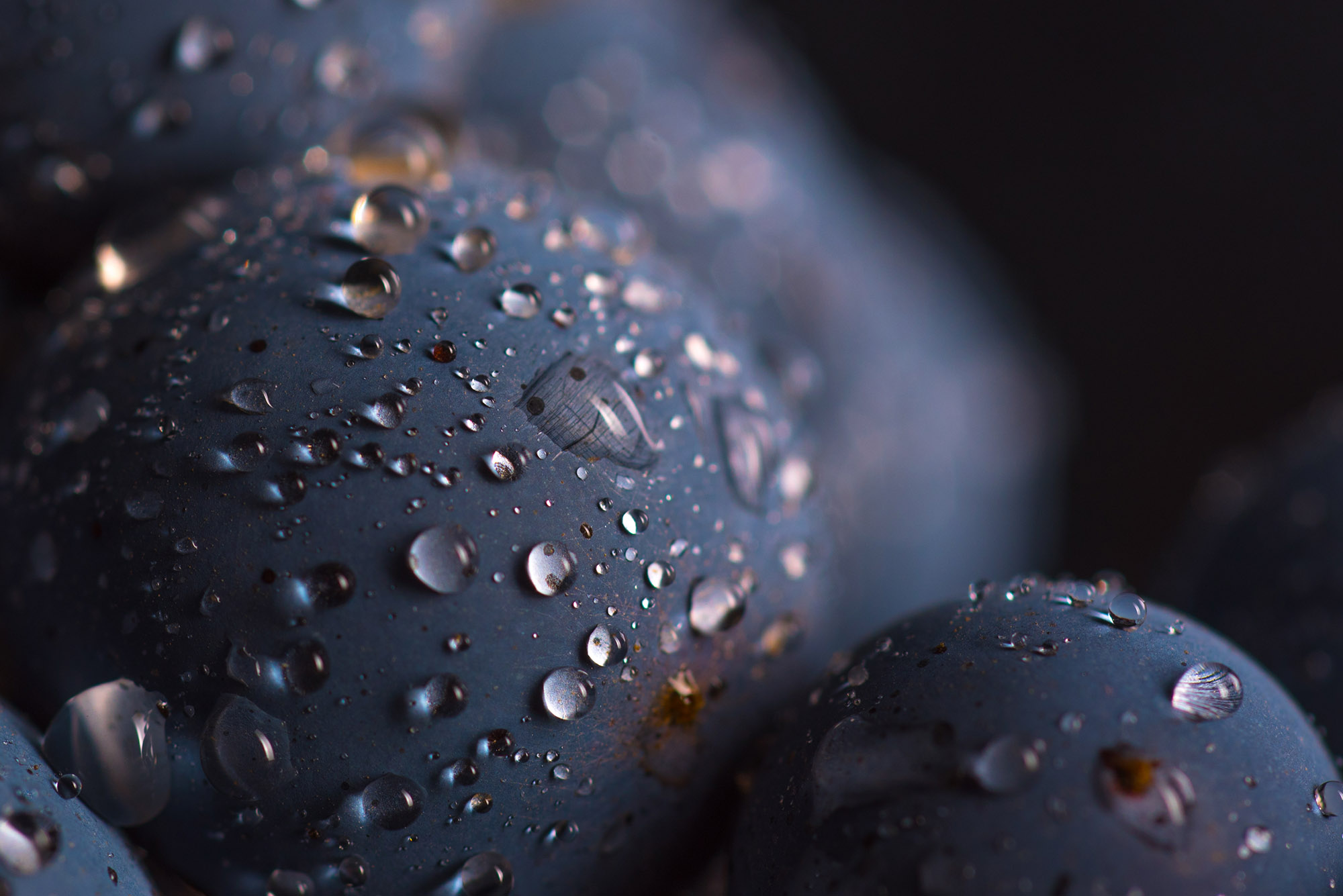 Closeup , dark bunch of grape