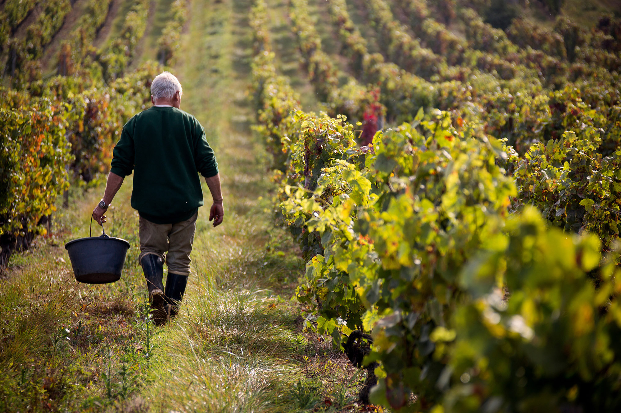 A farmer walkes through a vineyard in rural wine country