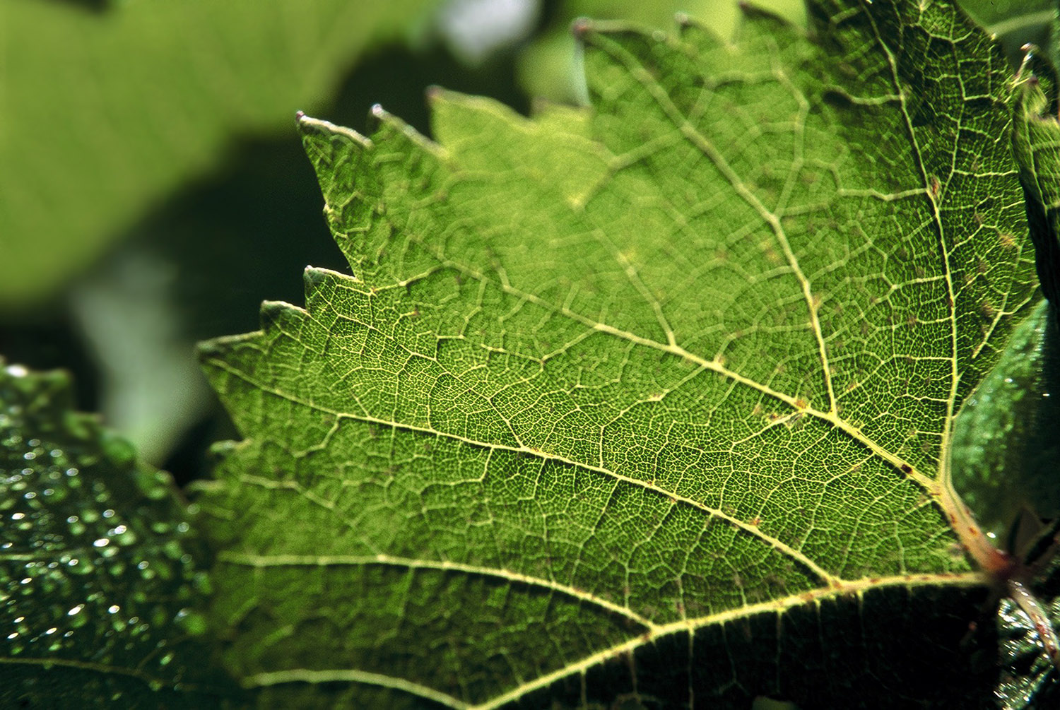 grape leaf