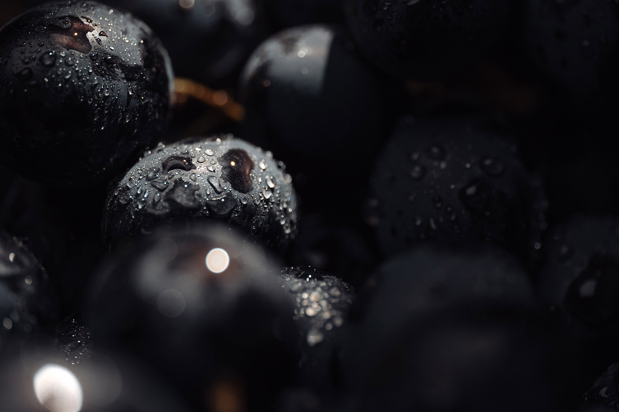 Closeup , dark bunch of grape