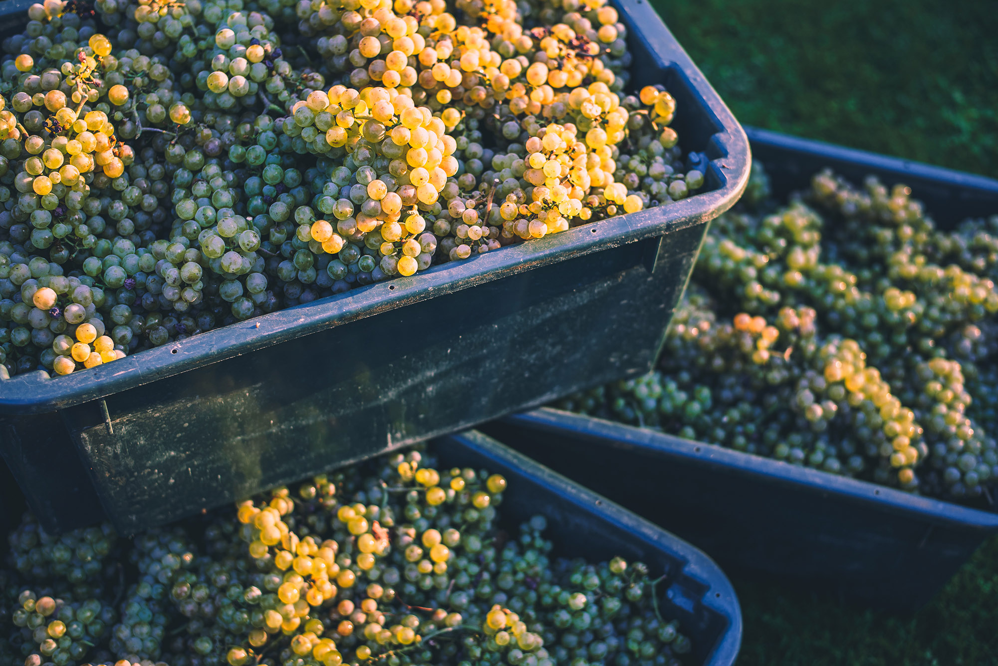 Green vine grapes