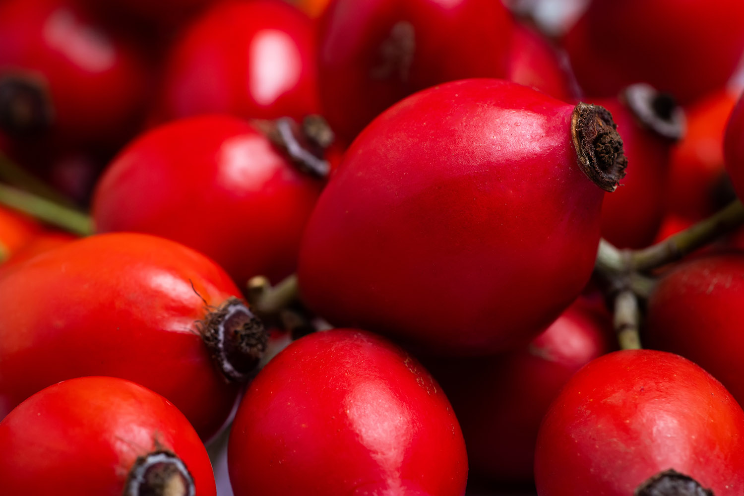 Freshly picked rose hips