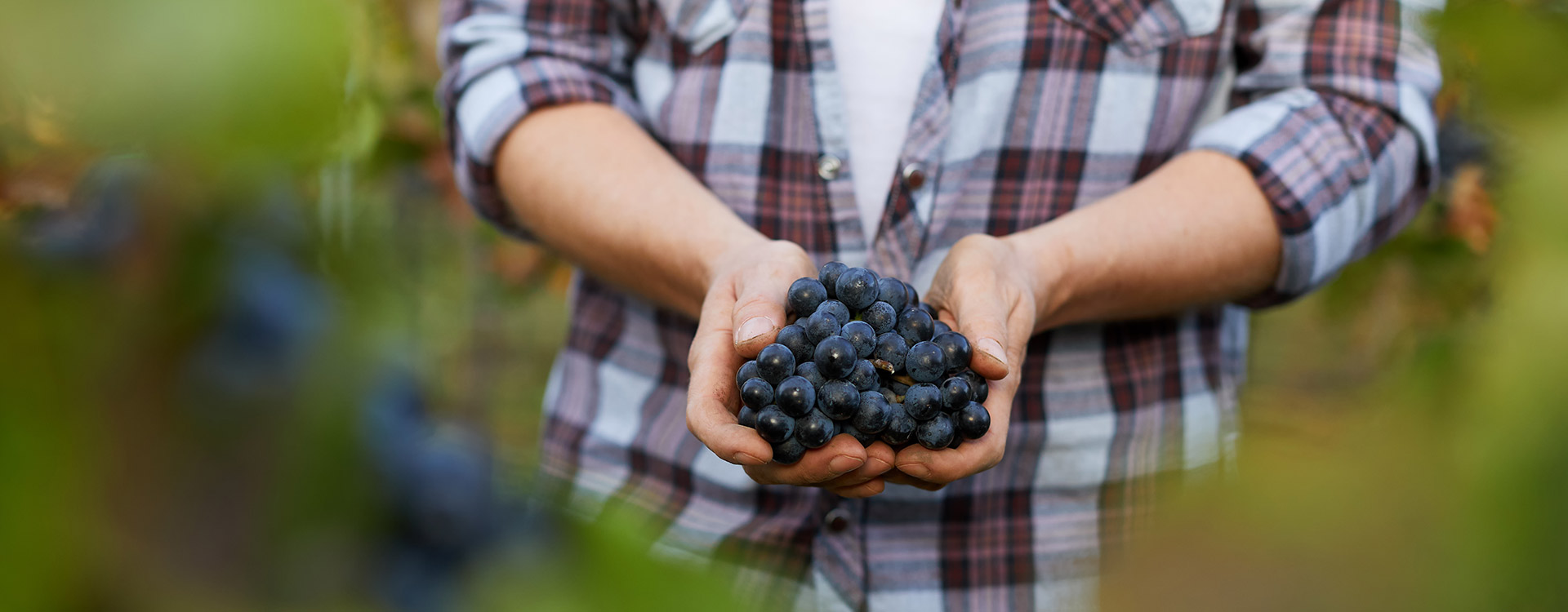 Man holding Wine grapes