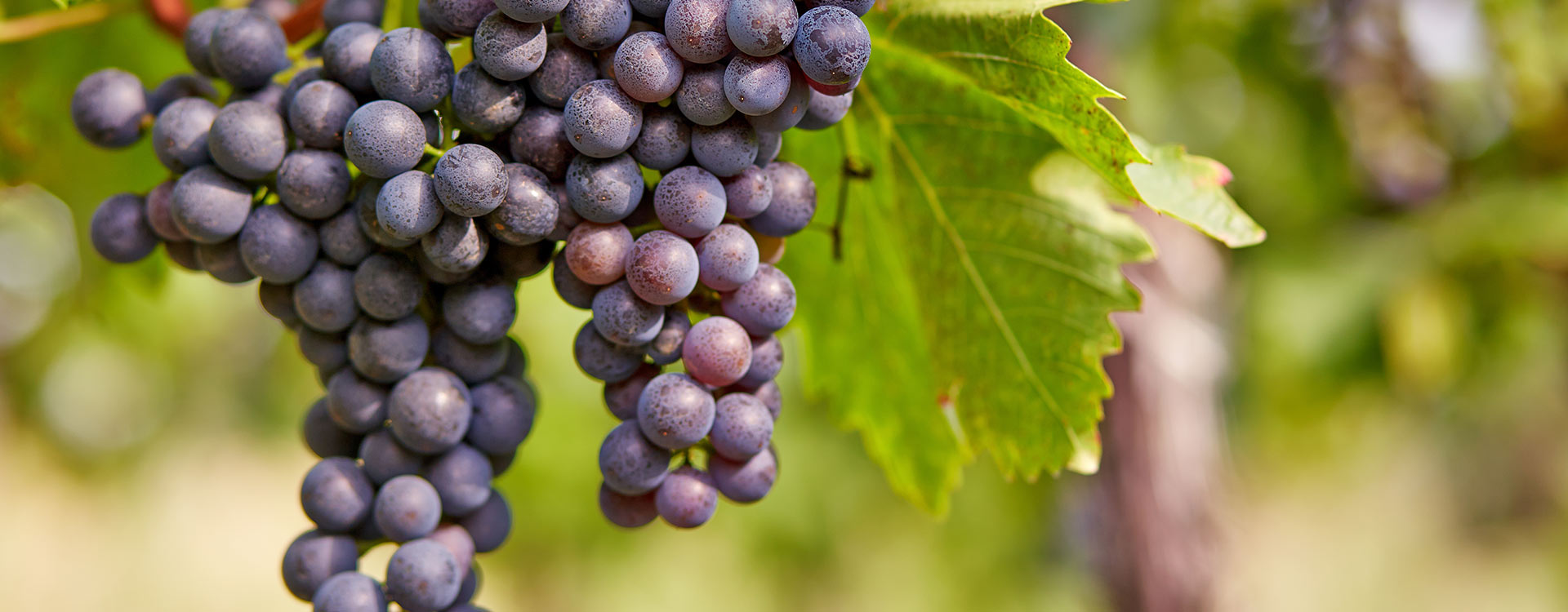 Wine grapes