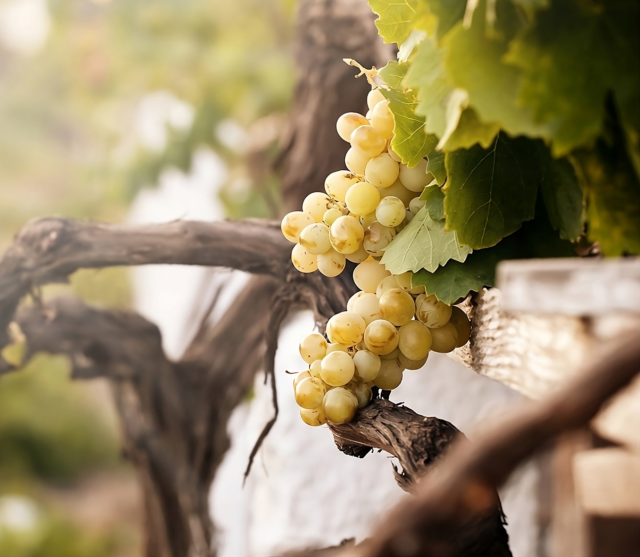 Wine grapes