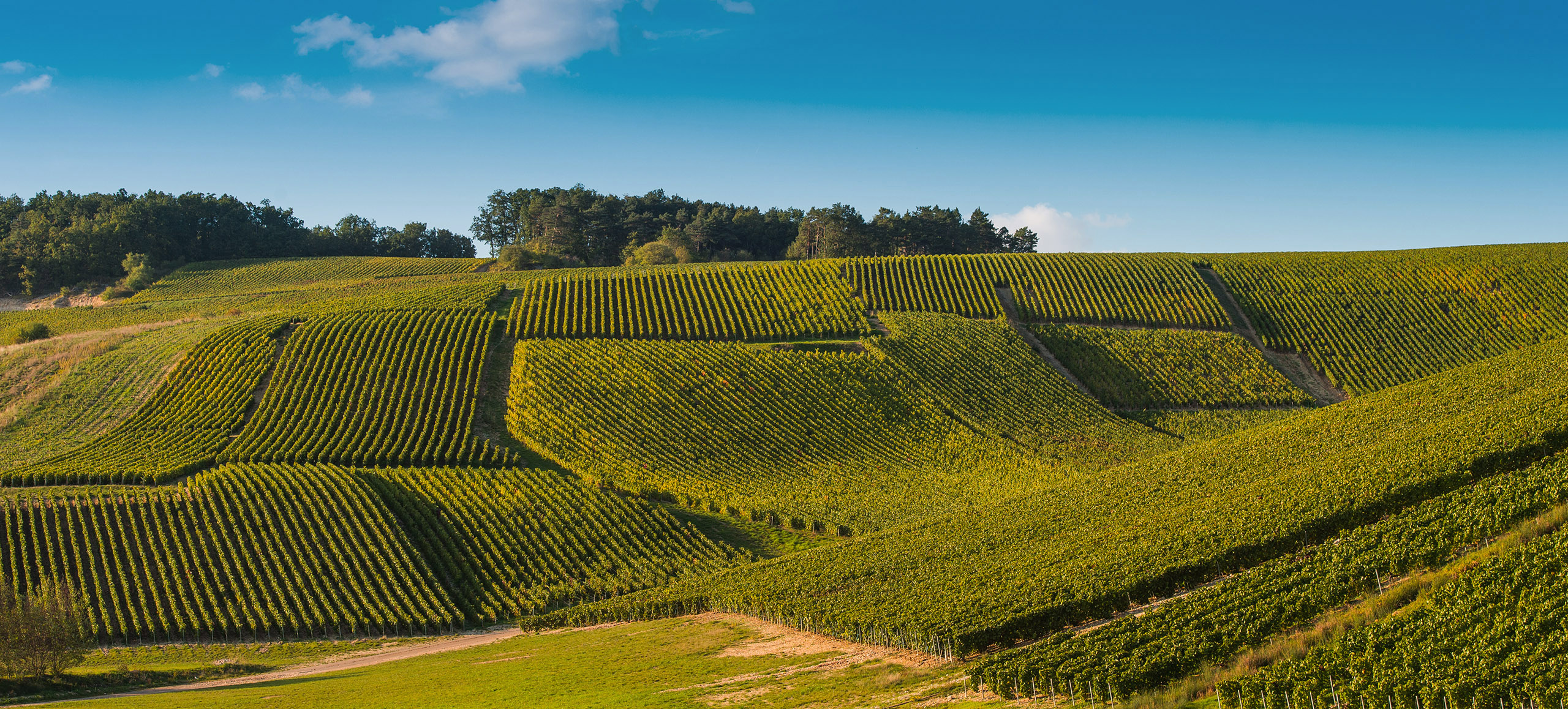 Vineyards