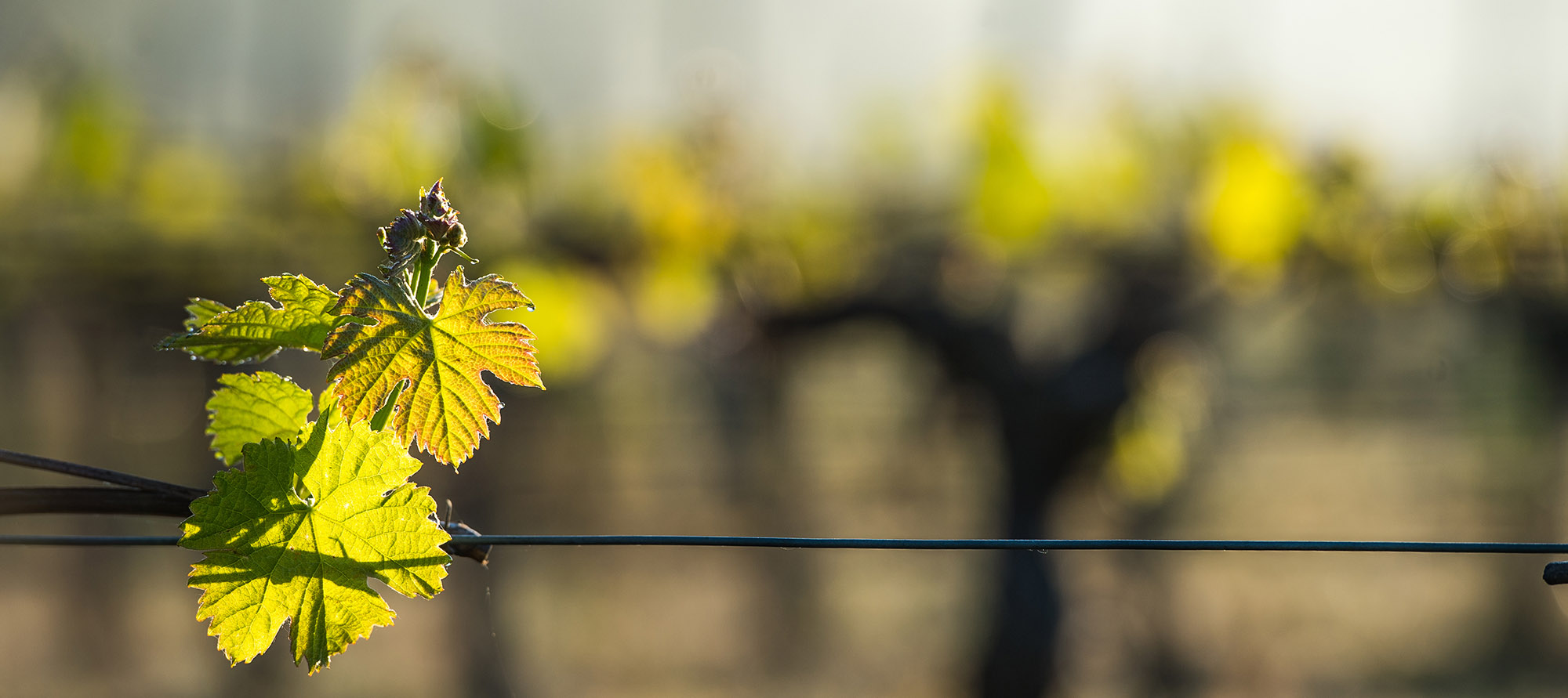 leaves on a trellised vine growing in vineyard