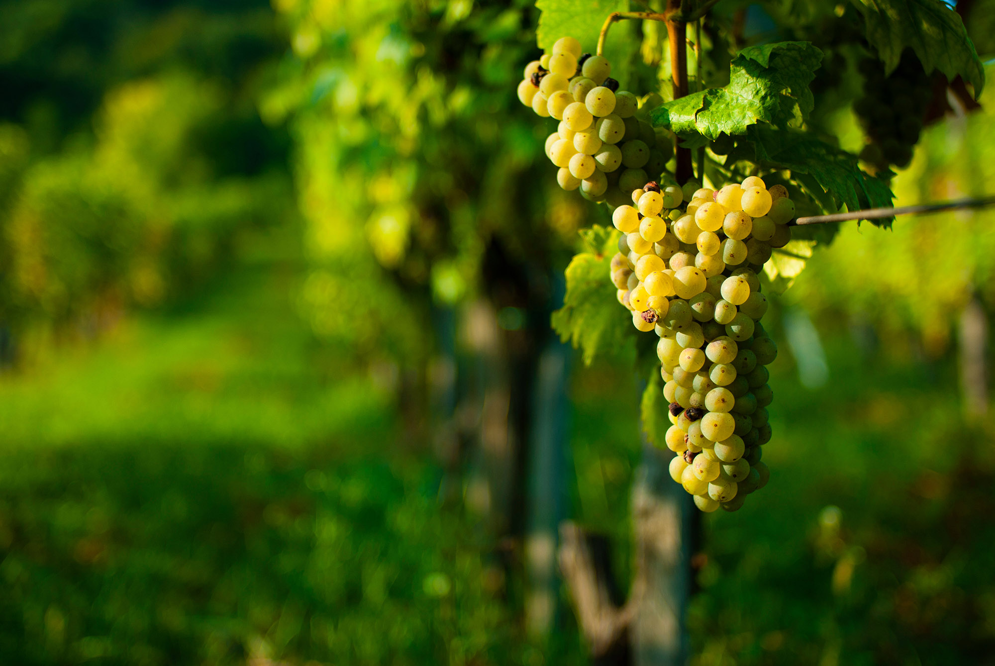 wine grapes on cordon at wineyard before harvest