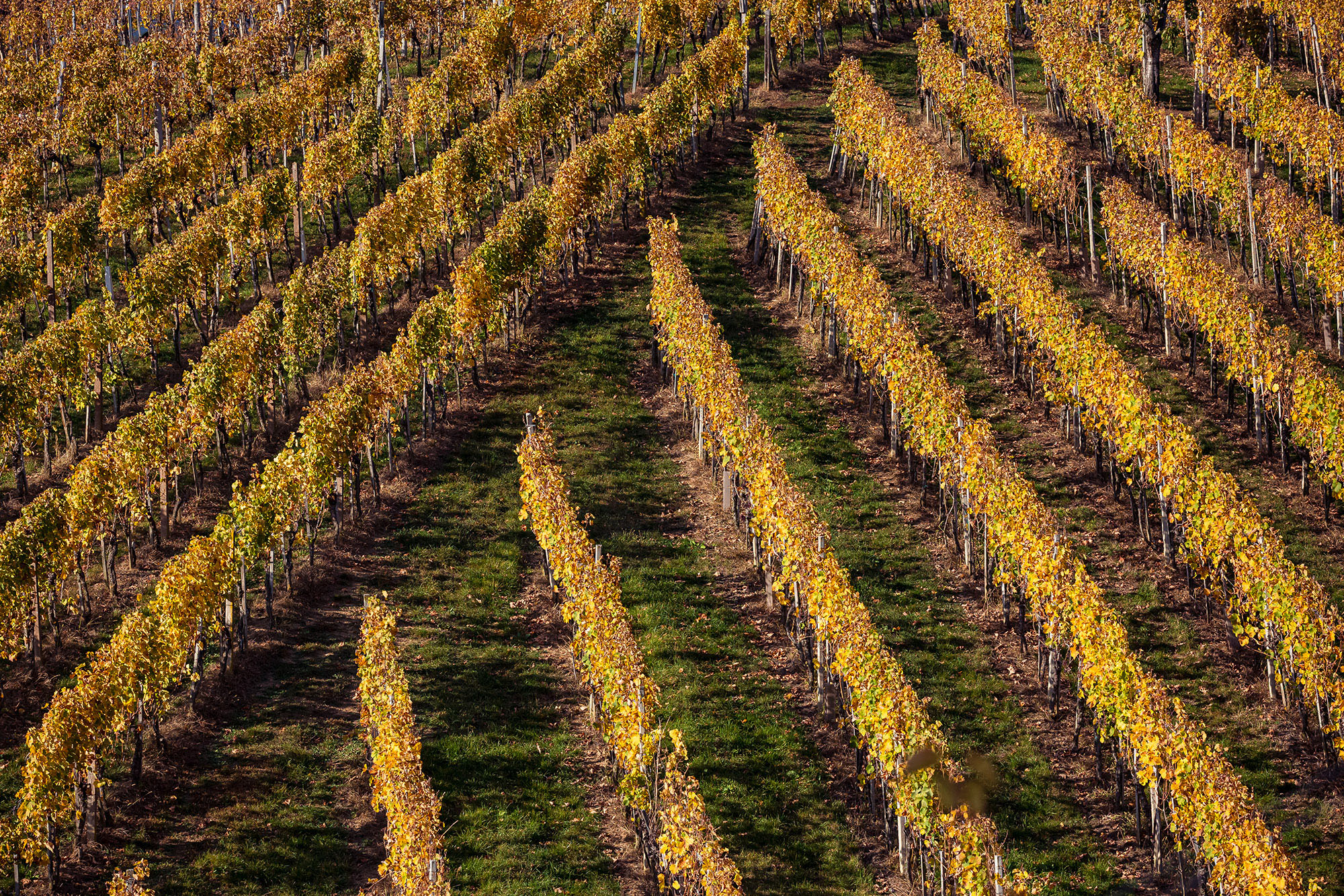 orange colored wineyard with symmetrical lines